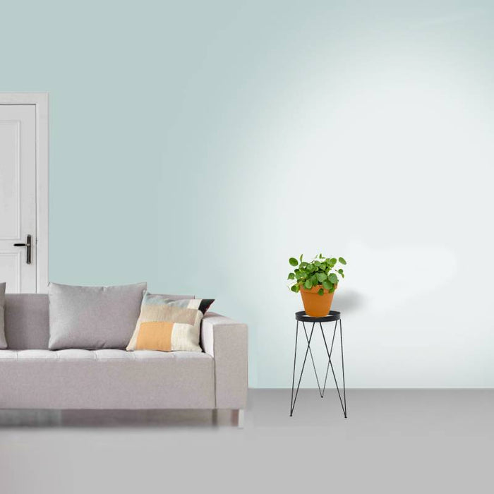 Fleurdirect Pilea in Terra Cotta pot