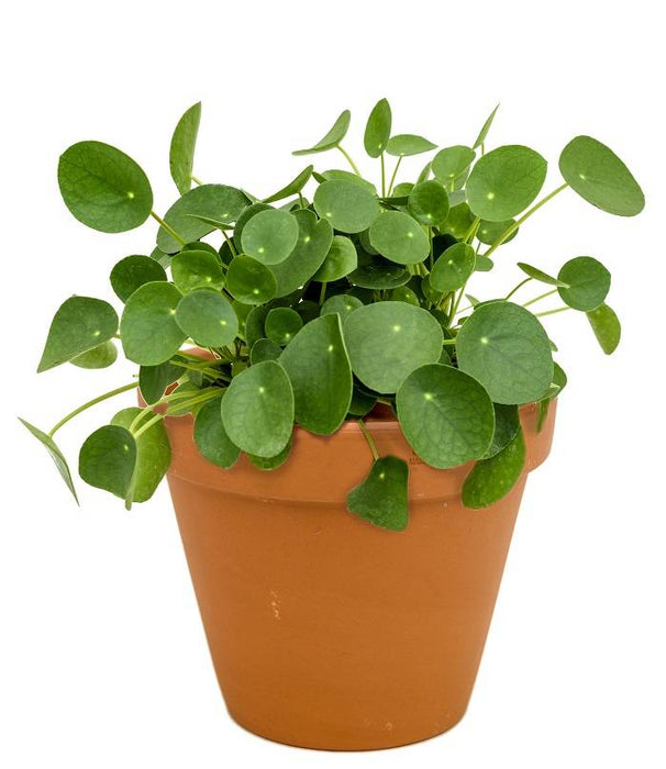 Fleurdirect Pilea in Terra Cotta pot