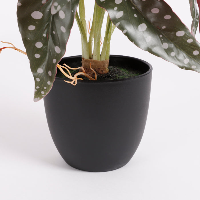 c5d843f0-4267-4770-b61e-4c5b1d88e1cb-afbeelding5.jpg (3646964)