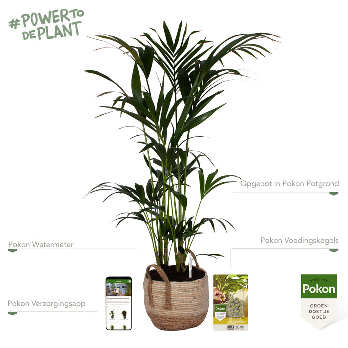 Pokon Kentia Palm incl. watermeter en voeding in Mand ↕125 cm