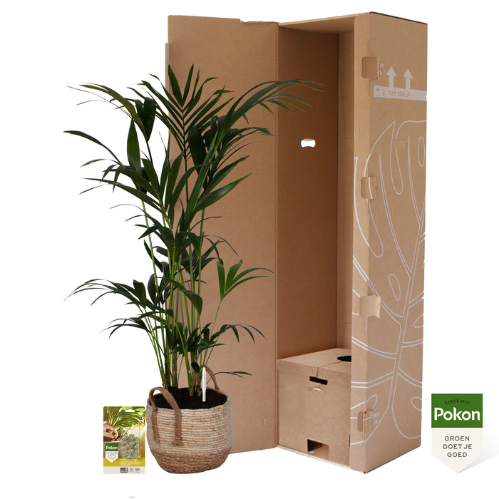 Pokon Kentia Palm incl. watermeter en voeding in Mand ↕125 cm