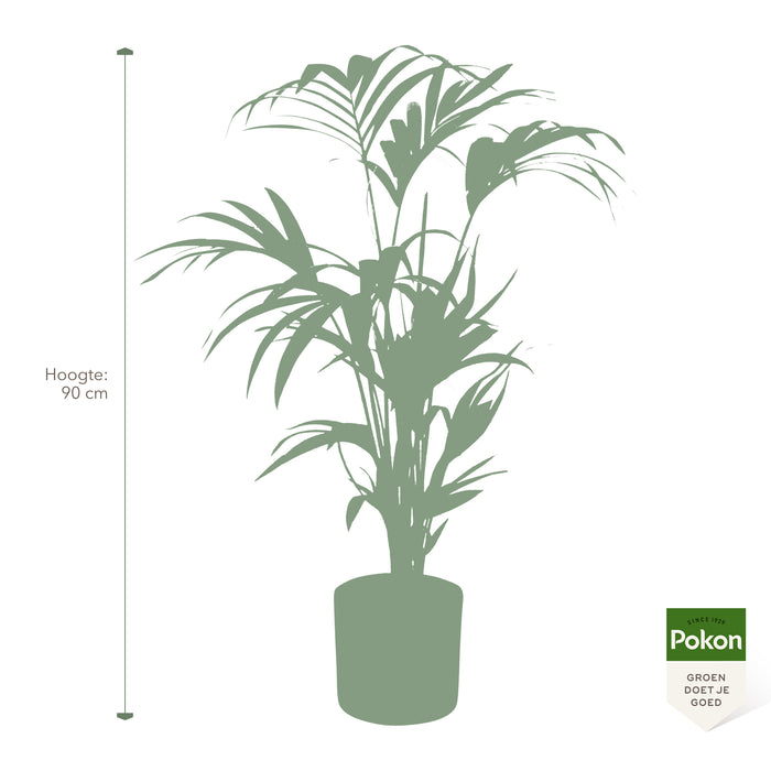 Pokon Kentia Palm incl. watermeter en voeding in Pot Dkr Grijs ↕90 cm