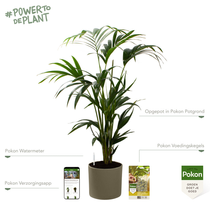 Pokon Kentia Palm incl. watermeter en voeding in Pot Groen ↕110 cm