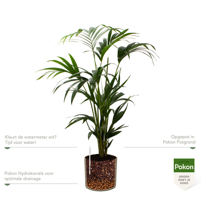 Pokon Kentia Palm incl. watermeter en voeding in Pot Groen ↕110 cm