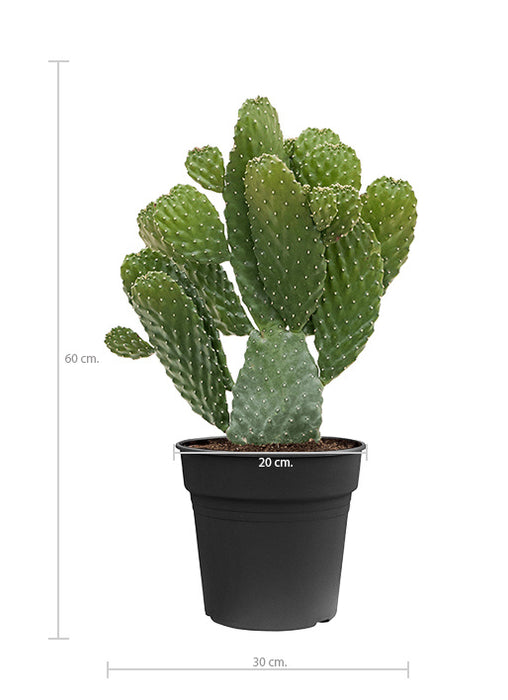 Fleurdirect Opuntia Consolea