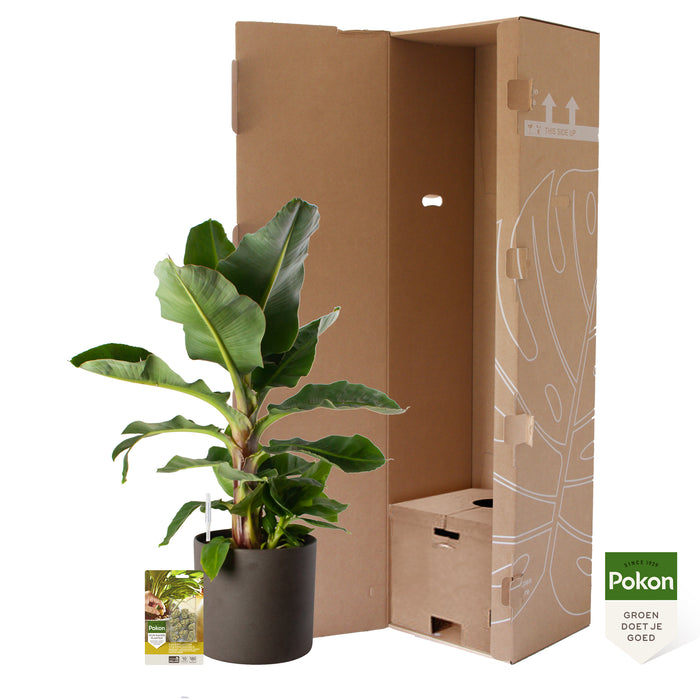 Pokon Bananenplant incl. watermeter en voeding in Pot Dkr Grijs ↕80cm
