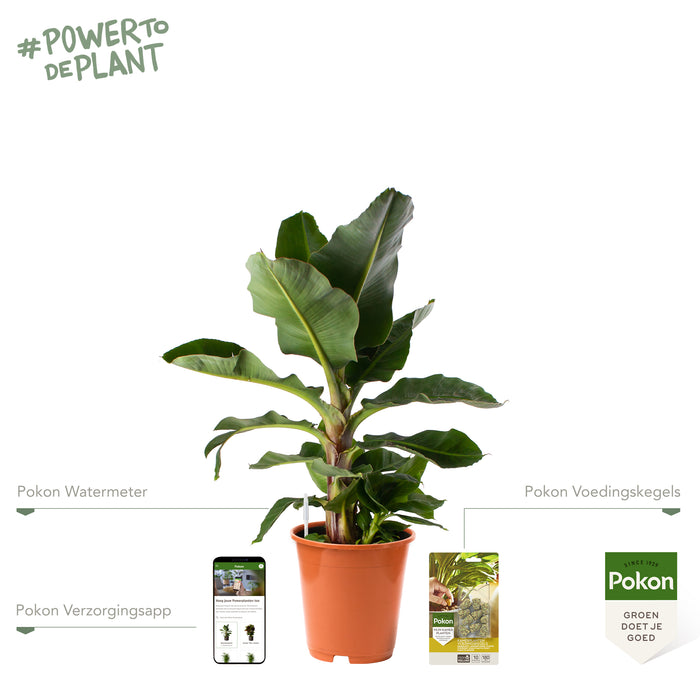 Pokon Bananenplant incl. watermeter en voeding ↕80cm