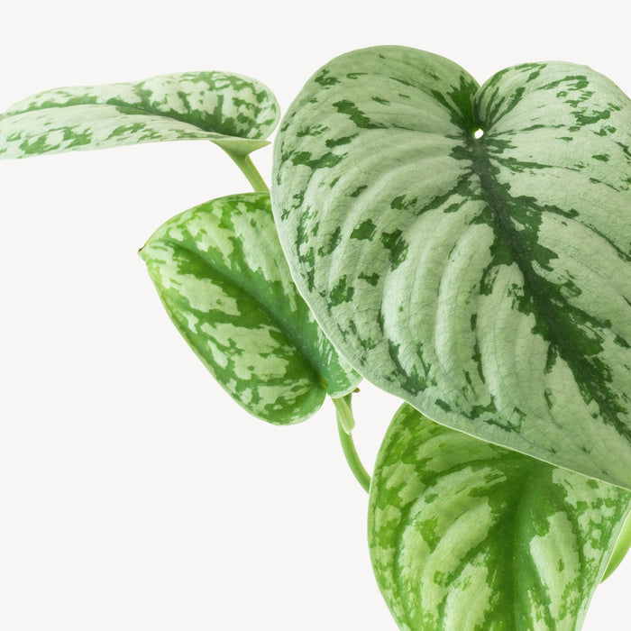 Fleurdirect Scindapsus Spikkel