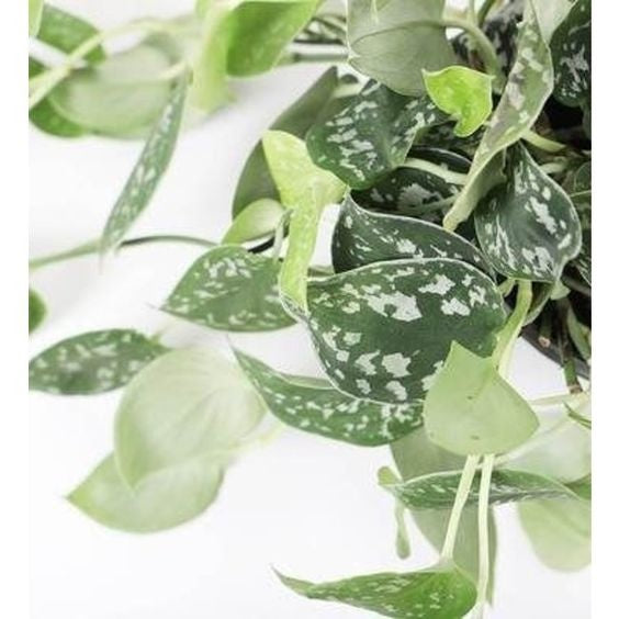 Fleurdirect Scindapsus Spikkel