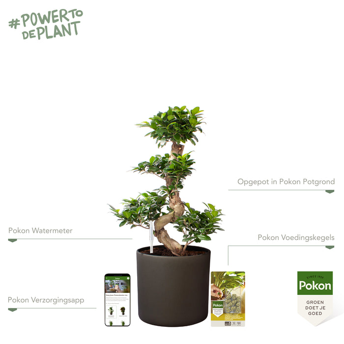 Pokon Ficus Bonsai incl. watermeter en voeding in Pot Dkr Grijs ↕70 cm