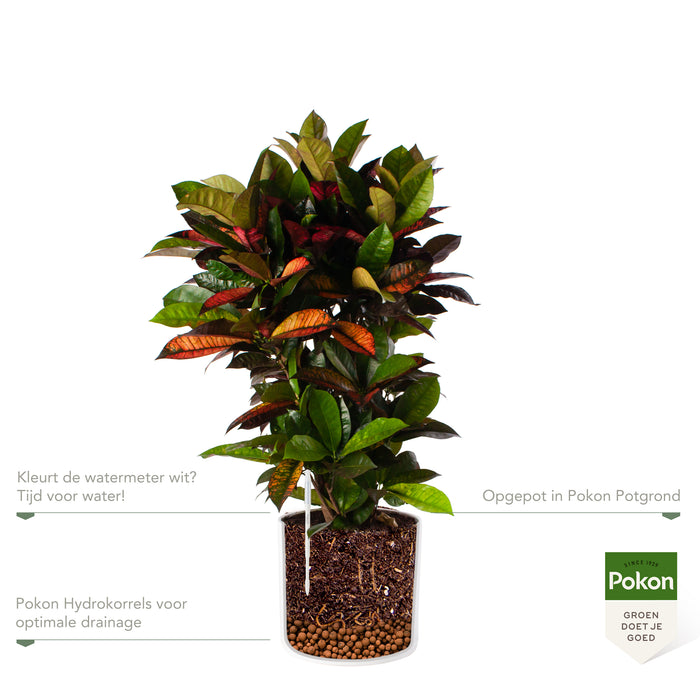 Pokon Croton incl. watermeter en voeding in Pot Wit ↕100 cm