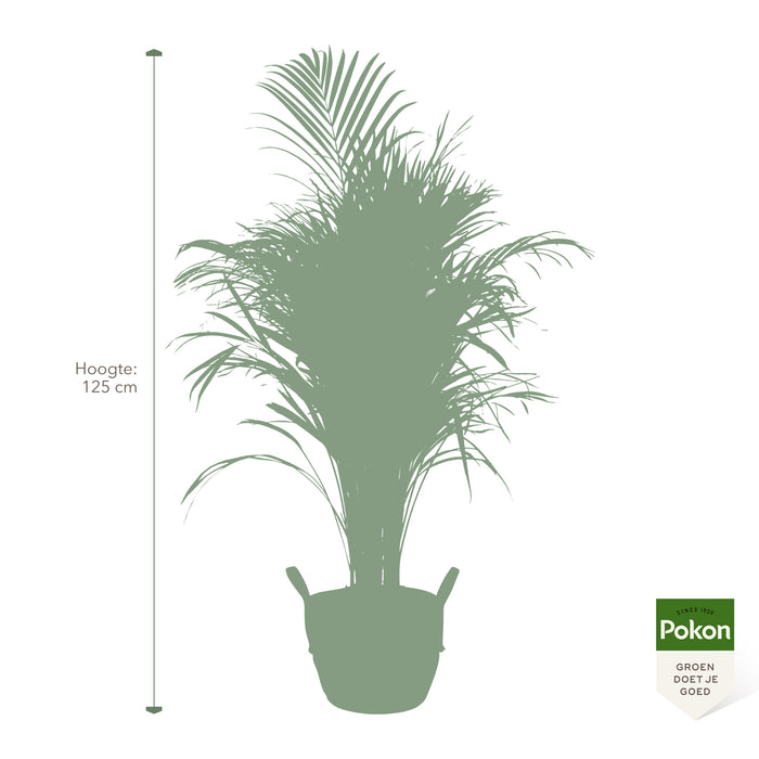 Pokon Goudpalm incl. watermeter en voeding in Mand ↕125 cm