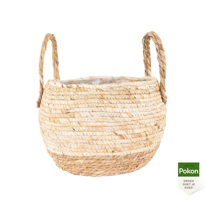 Pokon Goudpalm incl. watermeter en voeding in Mand ↕125 cm