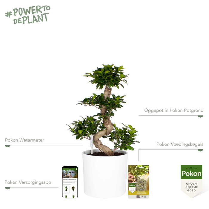 Pokon Ficus Bonsai incl. watermeter en voeding in Pot Wit ↕70 cm
