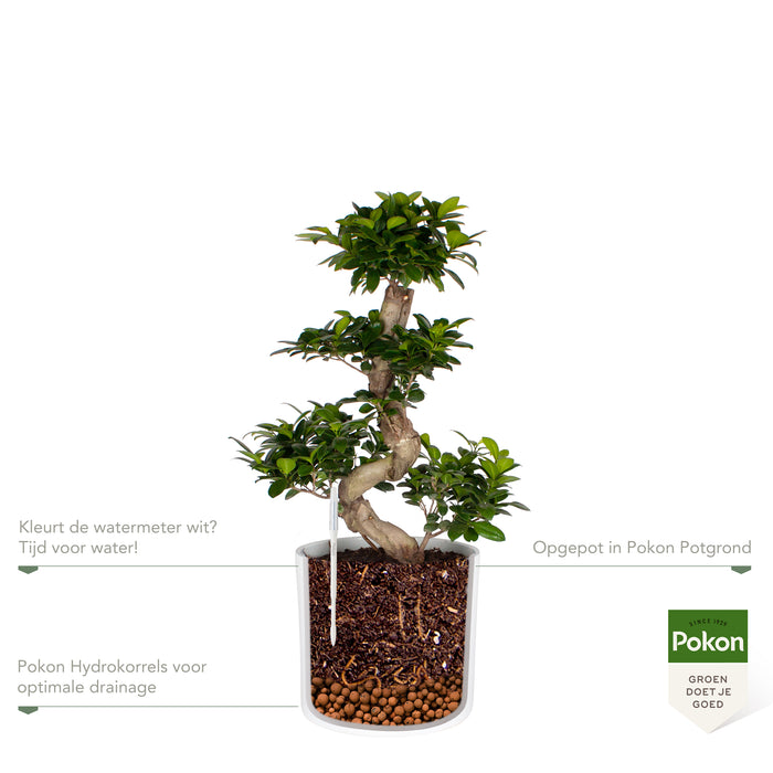 Pokon Ficus Bonsai incl. watermeter en voeding in Pot Wit ↕70 cm