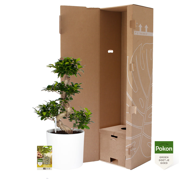 Pokon Ficus Bonsai incl. watermeter en voeding in Pot Wit ↕70 cm
