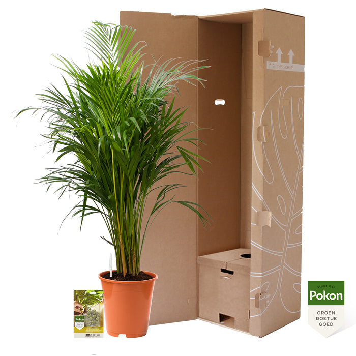 Pokon Goudpalm incl. watermeter en voeding ↕125 cm