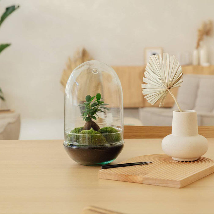 Egg - Ficus ginseng - ↑30cm | ø18cm