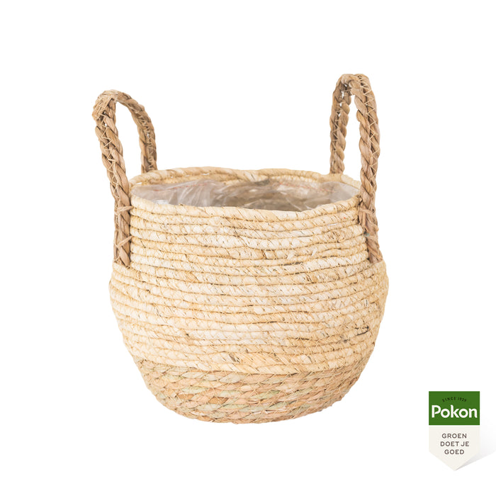 Pokon Goudpalm incl. watermeter en voeding in Mand ↕100 cm