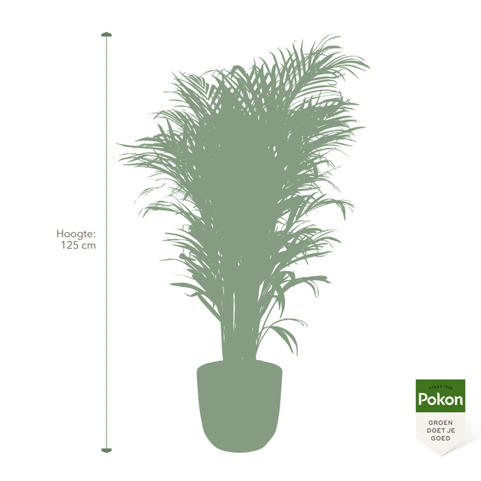 Pokon Goudpalm incl. watermeter en voeding in Pot Taupe ↕125 cm