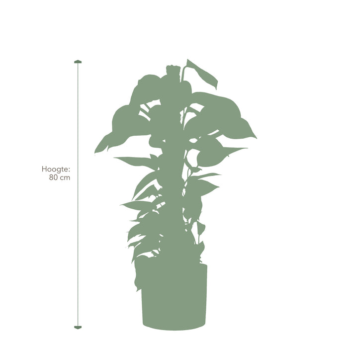 Pokon Epipremnum incl. watermeter en voeding in Pot Goud ↕80 cm