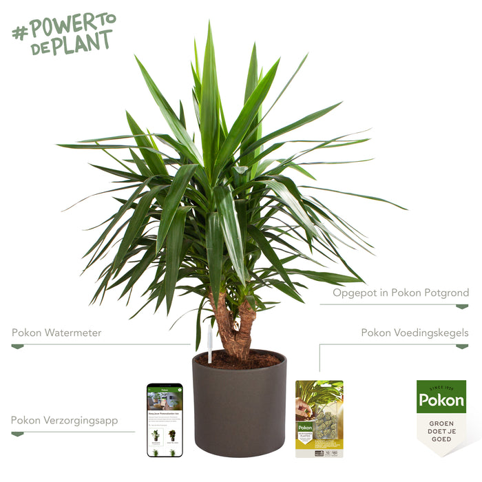 Pokon Yucca incl. watermeter en voeding in Pot Dkr Grijs ↕100 cm