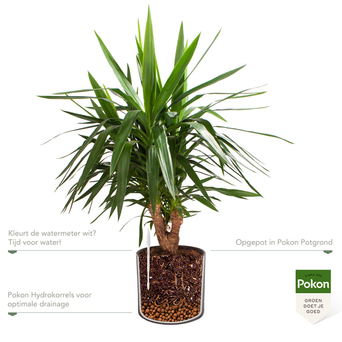 Pokon Yucca incl. watermeter en voeding in Pot Dkr Grijs ↕100 cm