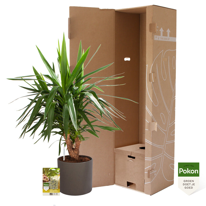 Pokon Yucca incl. watermeter en voeding in Pot Dkr Grijs ↕100 cm