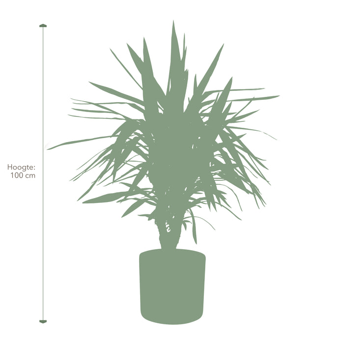 Pokon Yucca incl. watermeter en voeding in Pot Dkr Grijs ↕100 cm