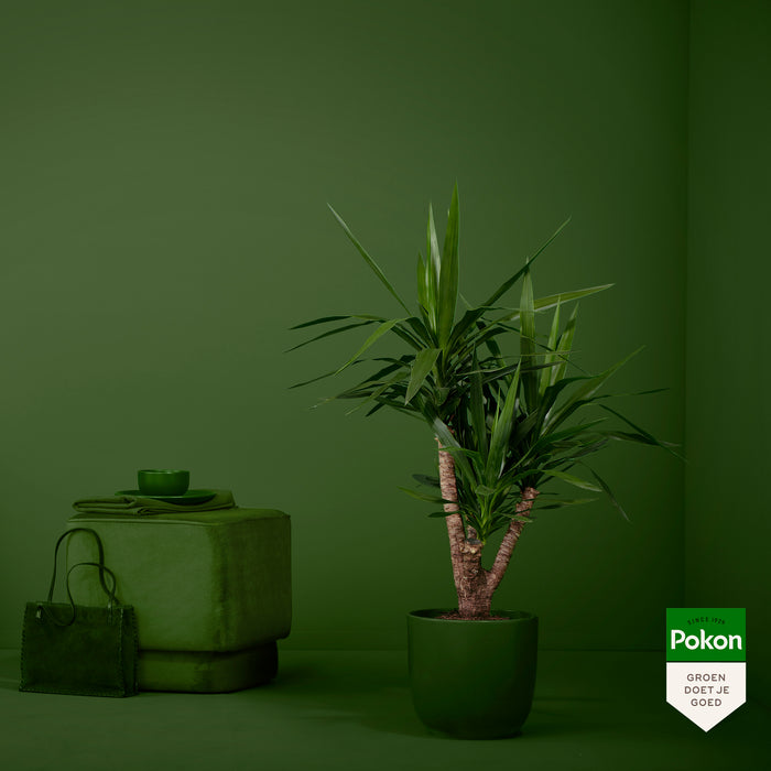 Pokon Yucca incl. watermeter en voeding in Pot Dkr Grijs ↕100 cm