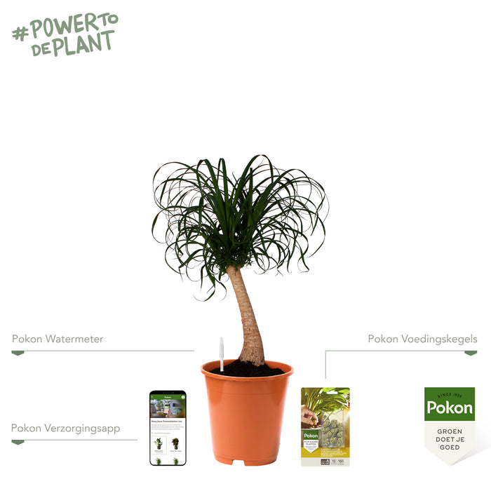 Pokon Olifantspoot incl. watermeter en voeding ↕80 cm