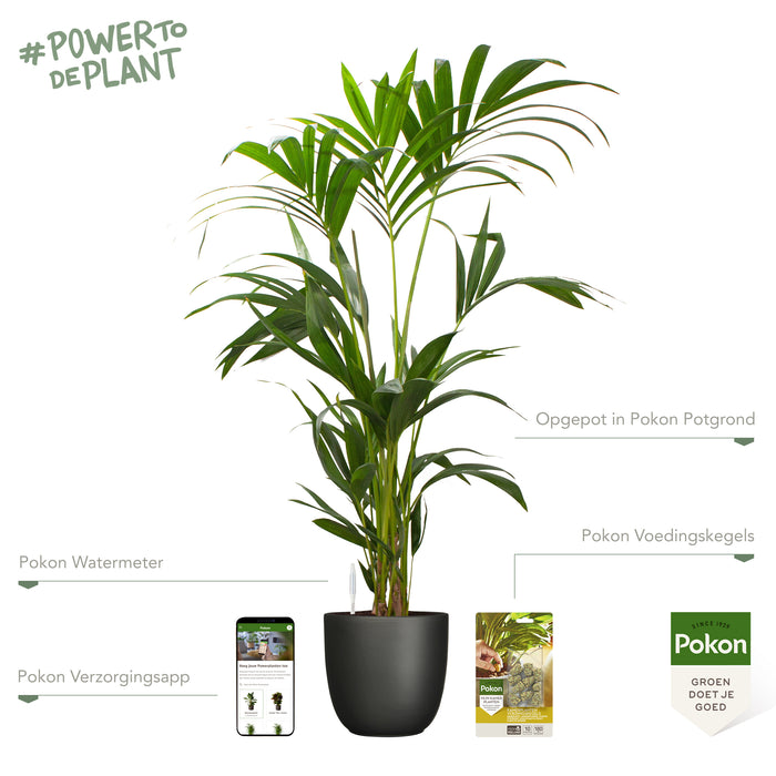 Pokon Kentia Palm incl. watermeter en voeding in Pot Zwart ↕110 cm