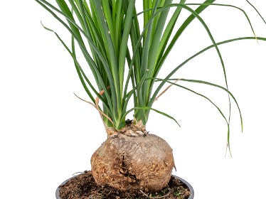 Bloomique - Beaucarnea 'Nolina' - Olifantspoot - ⌀ 12 cm - ↕ 40 cm