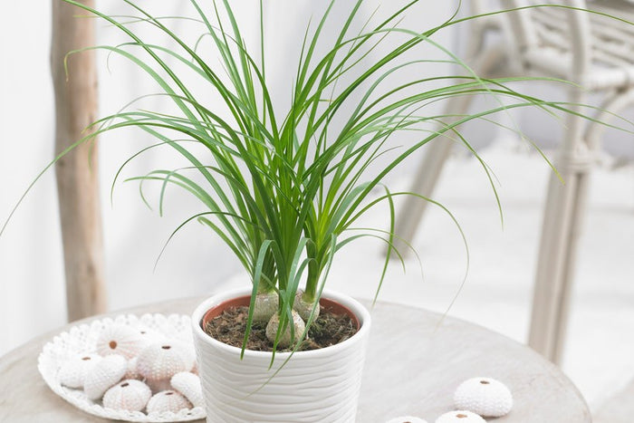 Bloomique - Beaucarnea 'Nolina' - Olifantspoot - ⌀ 12 cm - ↕ 40 cm