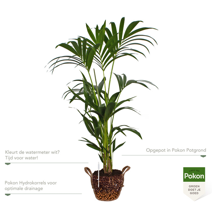 Pokon Kentia Palm incl. watermeter en voeding in Mand ↕110 cm
