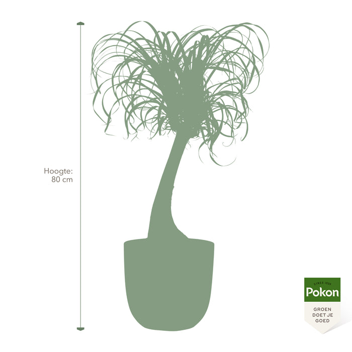 Pokon Olifantspoot incl. watermeter en voeding in Pot Zwart ↕80 cm