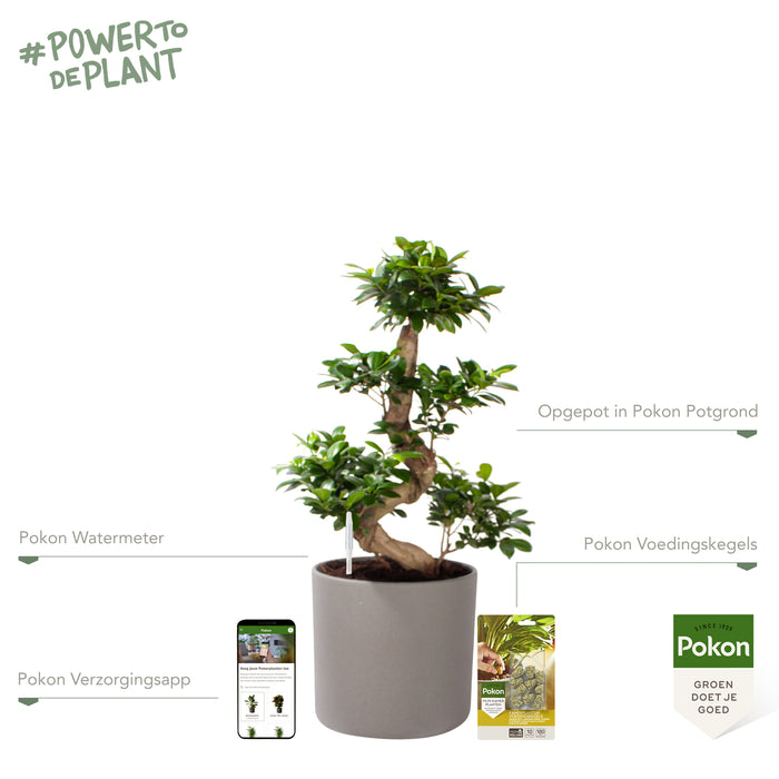 Pokon Ficus Bonsai incl. watermeter en voeding in Pot Grijs ↕70 cm