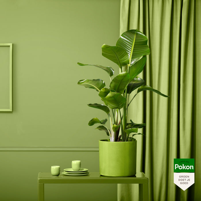 Pokon Strelitzia incl. watermeter en voeding in Pot Wit ↕75 cm