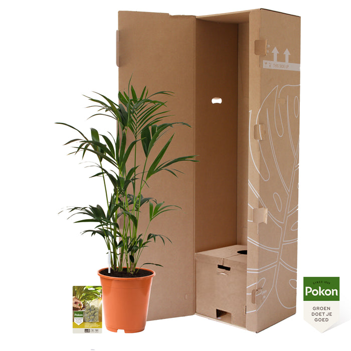 Pokon Kentia Palm incl. watermeter en voeding ↕90 cm