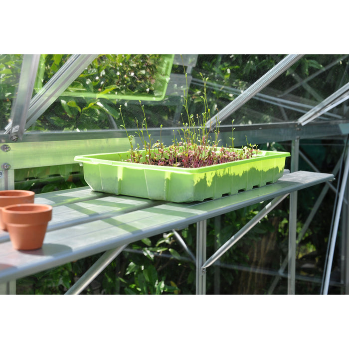 Royal Well Alu Sower Kweekschap