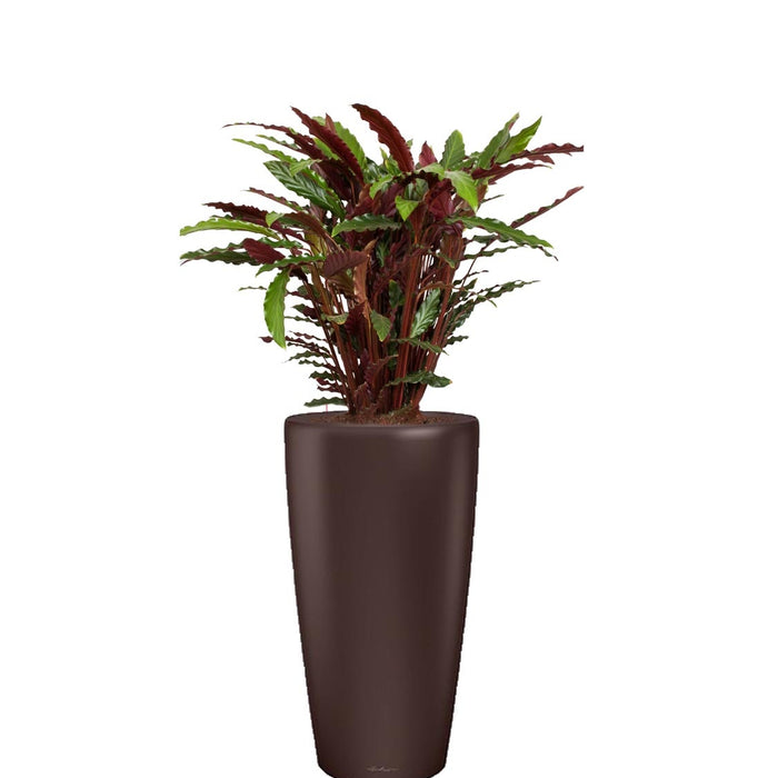 Fleur.nl Calathea Rufibarba in watergevende Rondo bruin