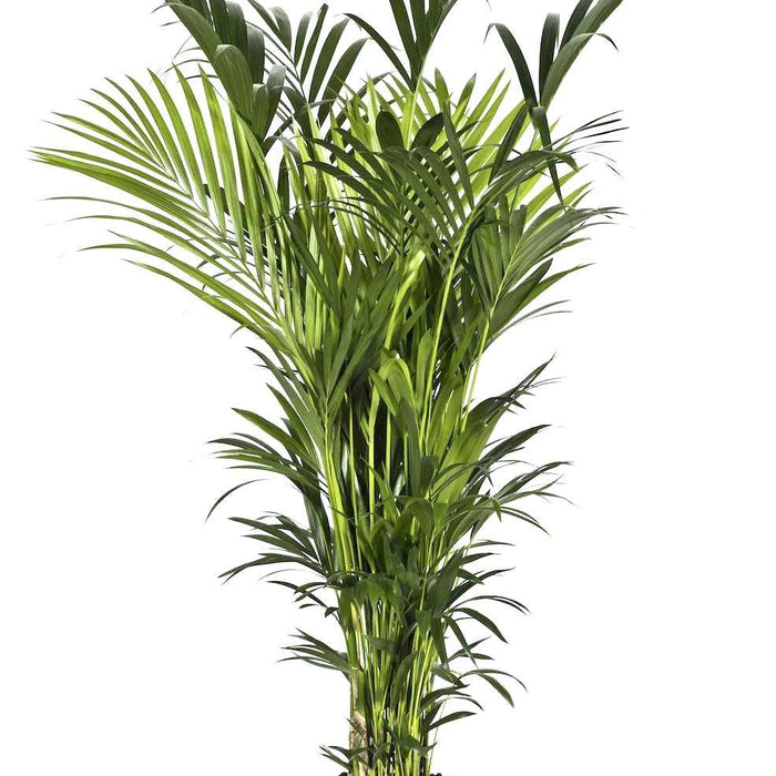 Fleur.nl | Kentia Howea XXL | Kentia palm