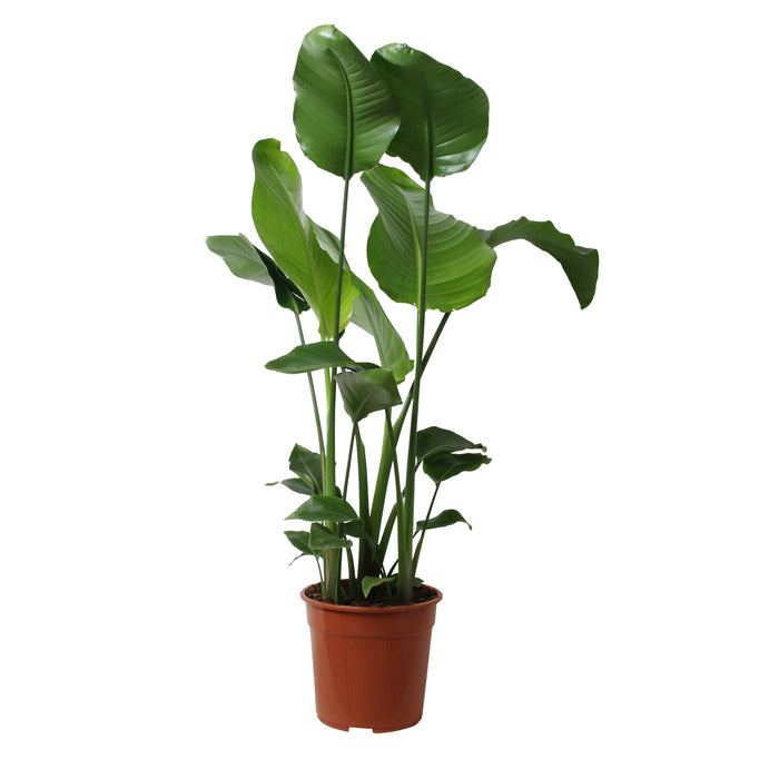 Flora@Home | Strelitzia (h.110 cm) in ELHO ® Pure Round (Soap)