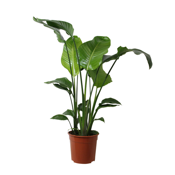 Flora@Home | Strelitzia (h.110 cm) in ELHO ® Pure Round (Soap)