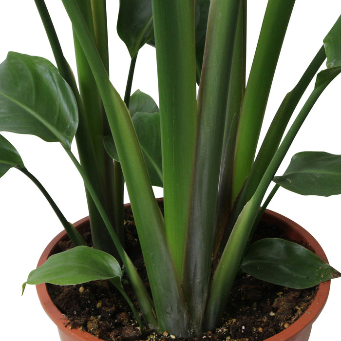 Flora@Home | Strelitzia (h.110 cm) in ELHO ® Pure Round (Antraciet)