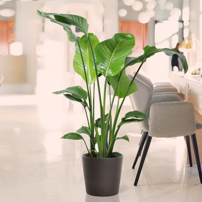 Flora@Home | Strelitzia (h.110 cm) in ELHO ® Pure Round (Antraciet)