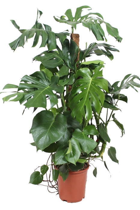 Flora@Home | Monstera met mosstok in ELHO ® b.for soft (antraciet)
