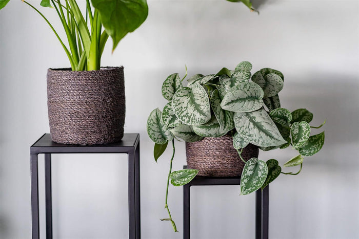 Vierkante plantentafel set Vancouver zwart 79 cm