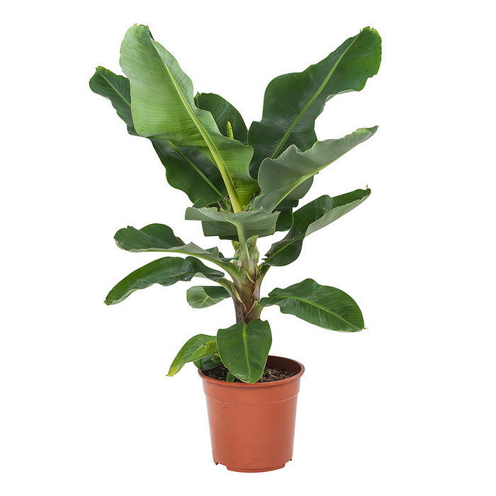 Flora@Home | Bananenplant in ELHO ® Pure Round (Antraciet)