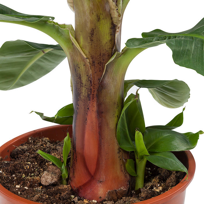 Flora@Home | Bananenplant in ELHO ® Pure Round (Wit)